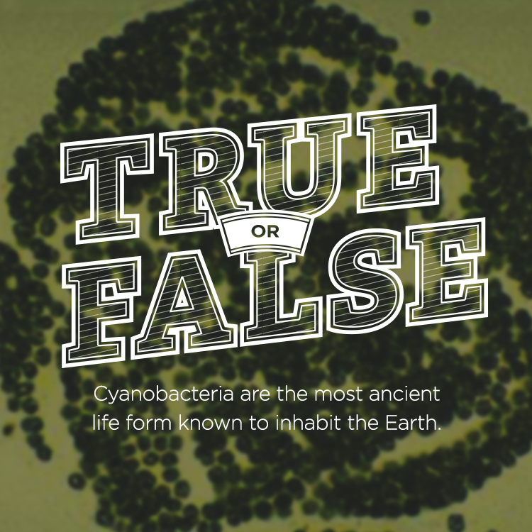 True or False. Cyanobacteria are the most ancient life form known to inhabit the earth. Microscope image of algae.