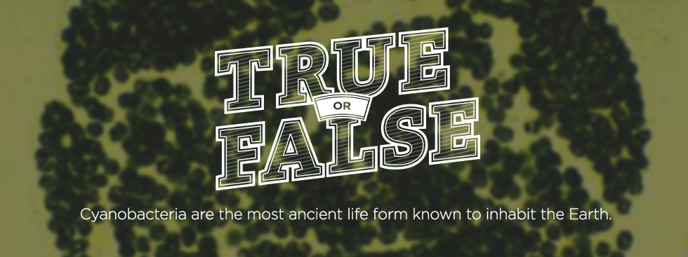 True or False. Cyanobacteria are the most ancient life form known to inhabit the earth. Microscope image of algae.