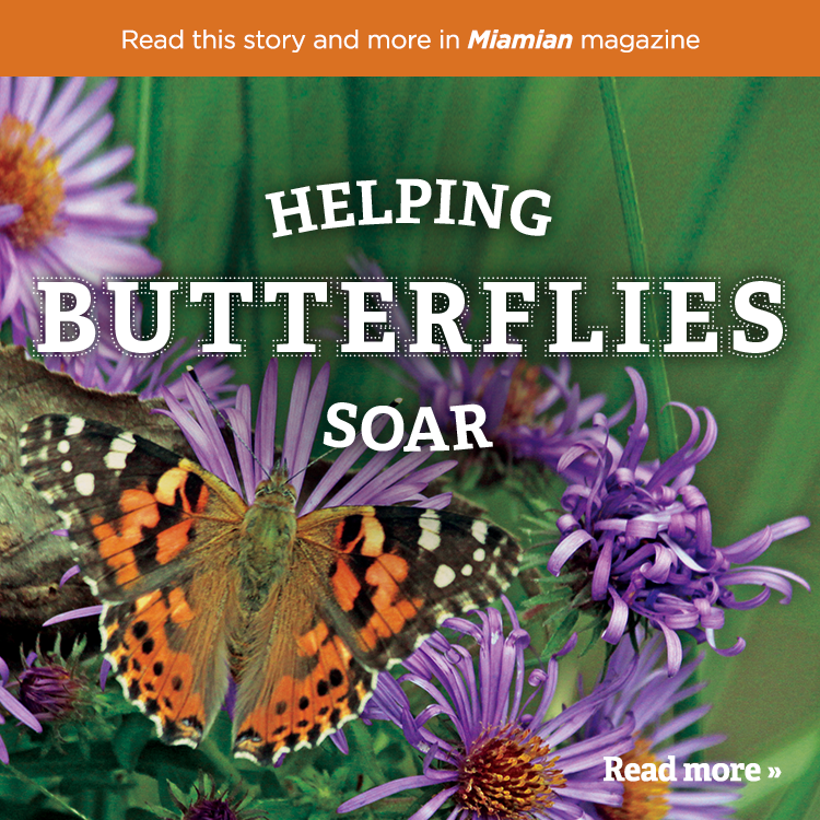 Helping butterflies soar. Read more » Read this story and more in Miamian magazine. Photo of an orange, black, and white butterfly on purple flowers.