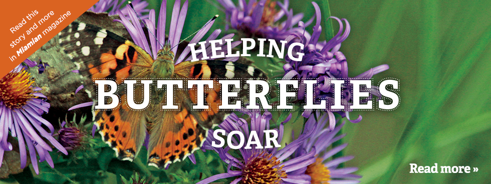 Helping butterflies soar. Read more » Read this story and more in Miamian magazine. Photo of an orange, black, and white butterfly on purple flowers.