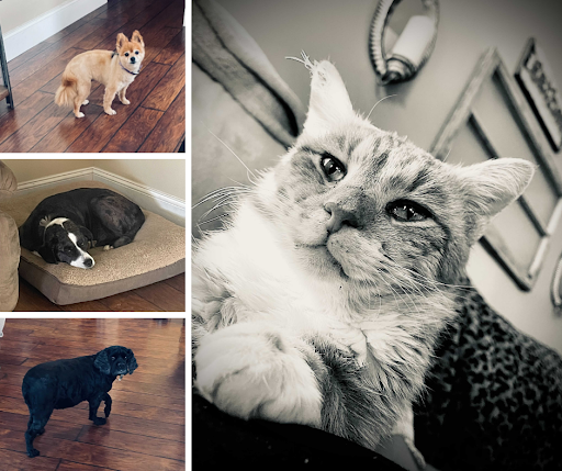 Black-and-white display of Emma's pets, three dogs and one cat