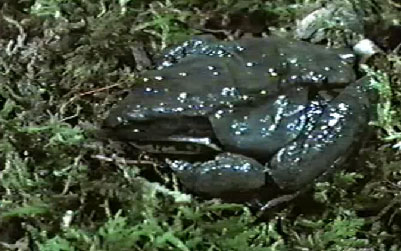 Freeze-tolerant wood frog thawing