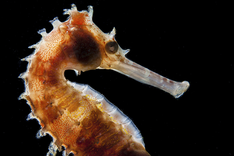 seahorse-backlit