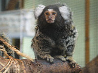 marmoset