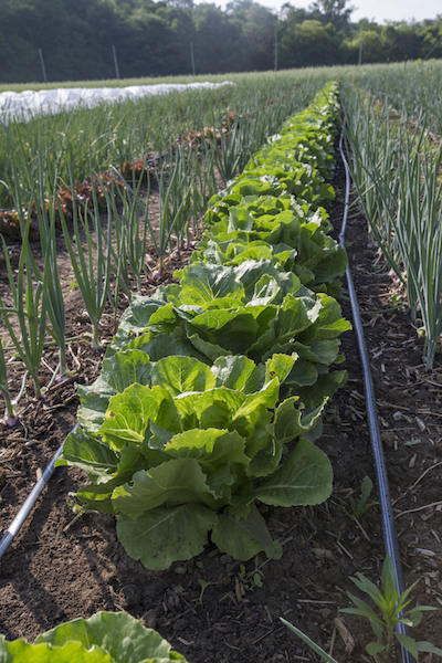 rows of produce at Miami farm