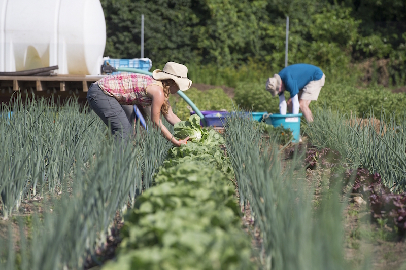 Volunteers harvest produce 