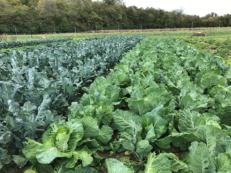Crops at the Institute for Food farm