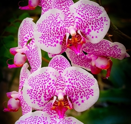 orchid