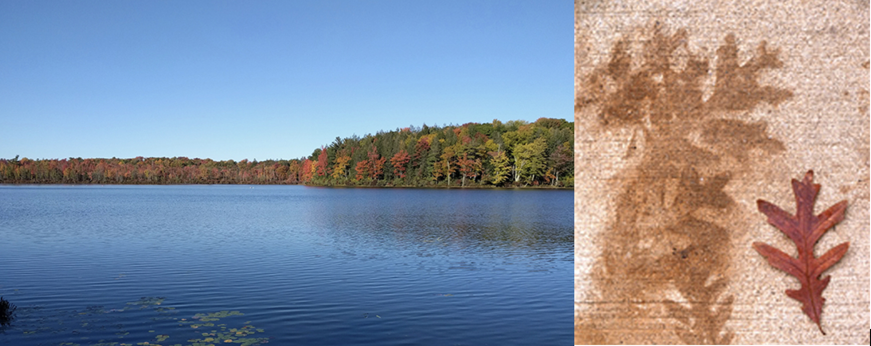Lakes worldwide, including Lake Lacawac (above), are threatened with decreasing water clarity, due in part to increased dissolved organic matter inputs such as from decomposing oak leaves (above). 