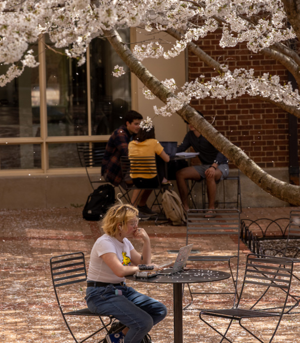 student studying outside armstrong under falling petals