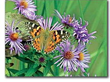 photo of butterfly on flowers