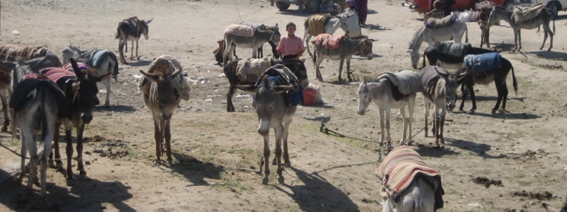 A handler stands amid several donkeys wearing blankets and packs