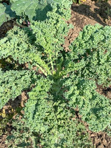 photo of a kale plant growing in the field