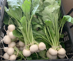 photo of bunches of turnips