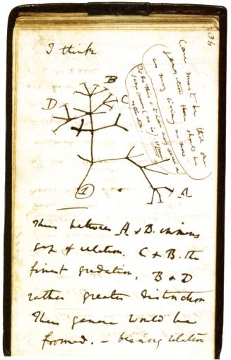 illegible photo of a page from Darwin's notebooks