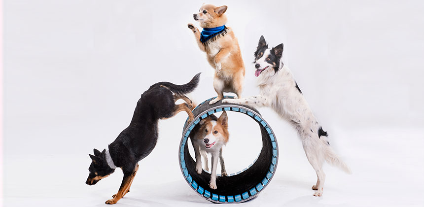 Four cute dogs doing tricks 