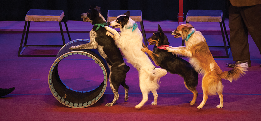 Dogs walking on their hind legs and resting against each others backs push a large cylinder across stage