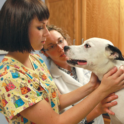 Pre-veterinarian student working with a doctor and dog