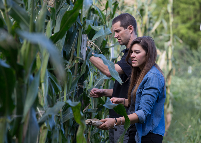 two people examining corn stalks in oklahoma