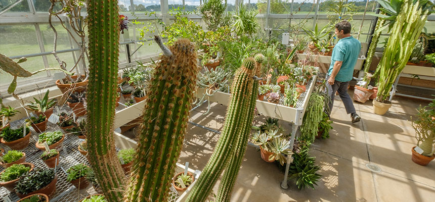 The desert room in the conservatory at the Hamilton Campus with cacti and other plants inside.