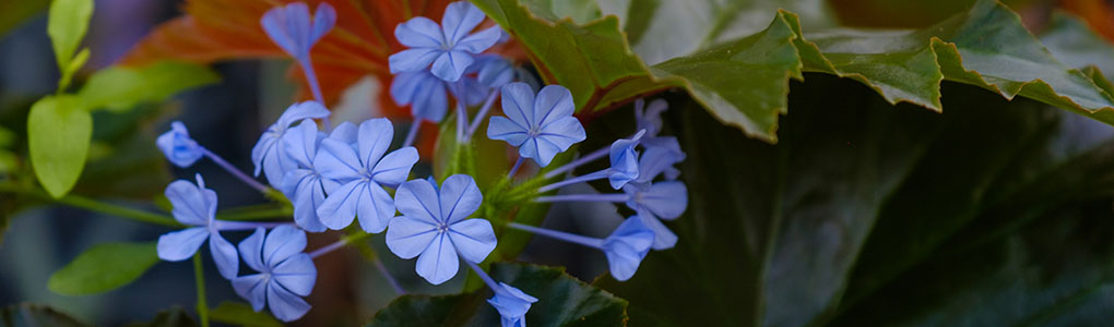 Purple flowers located in the conservatory.