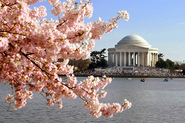 Pink cherry blossoms abound against a backdrop of the Jefferson Memorial