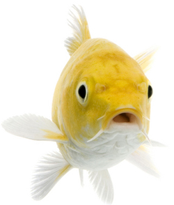 Yellow fish