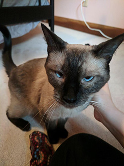 Simon the Siamese cat