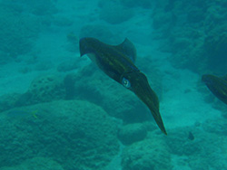 Picture of a squid taken while scuba diving