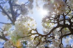 spring flowers bloom in the sunlight