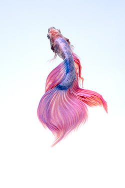 Purple betta fish