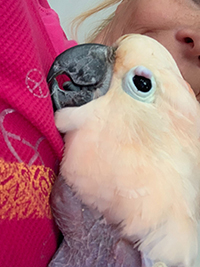 A photo of a whiteish pink cockatoo with someone smiling in the background.