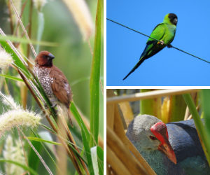 Some of Cindy's favorite birds