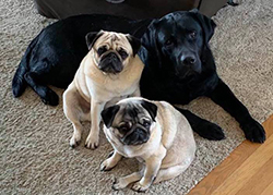 Cash, PennyLane, and Louie, posing for a photo