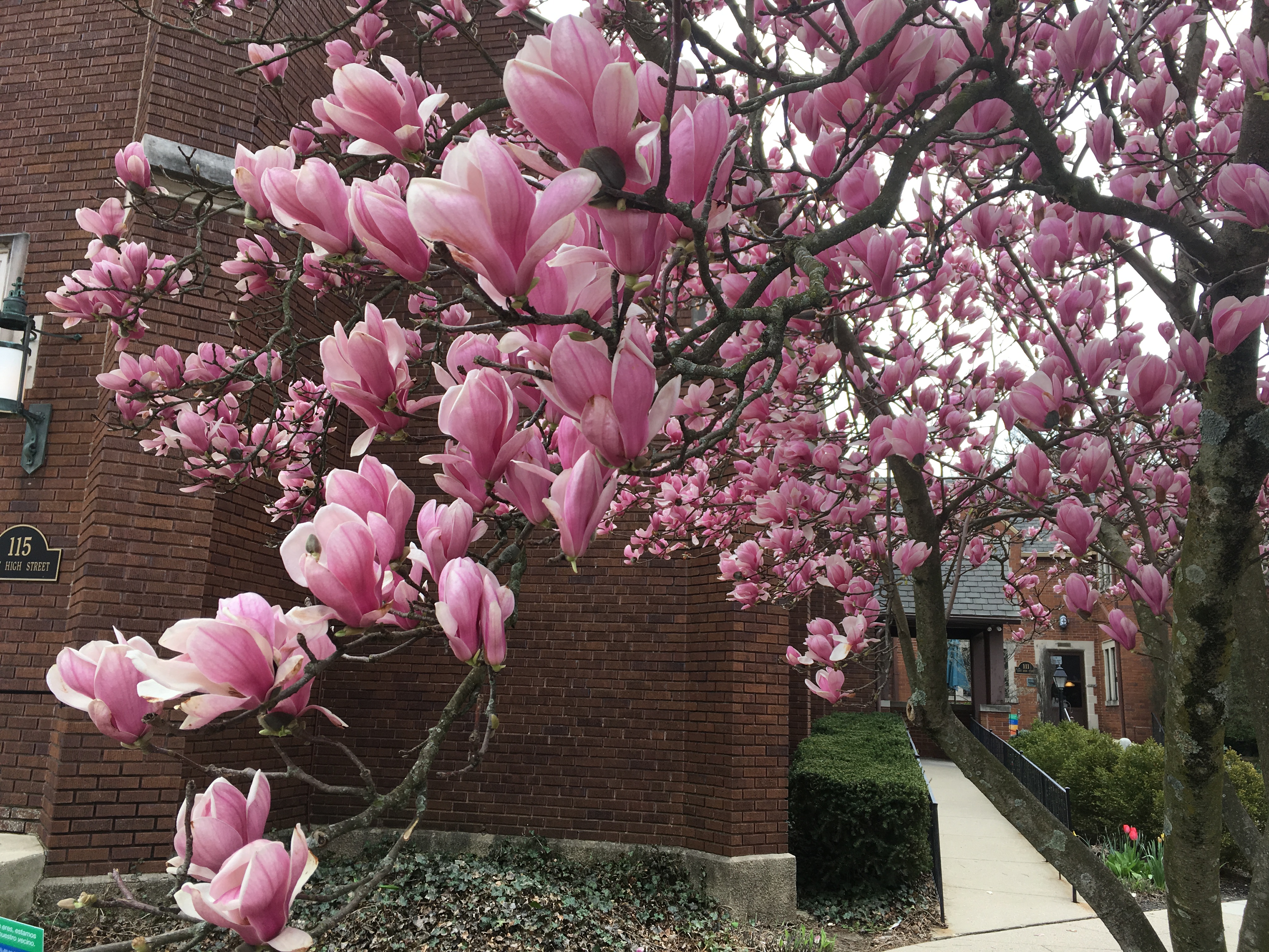 Magnolia tree in full bloom with pink flowers