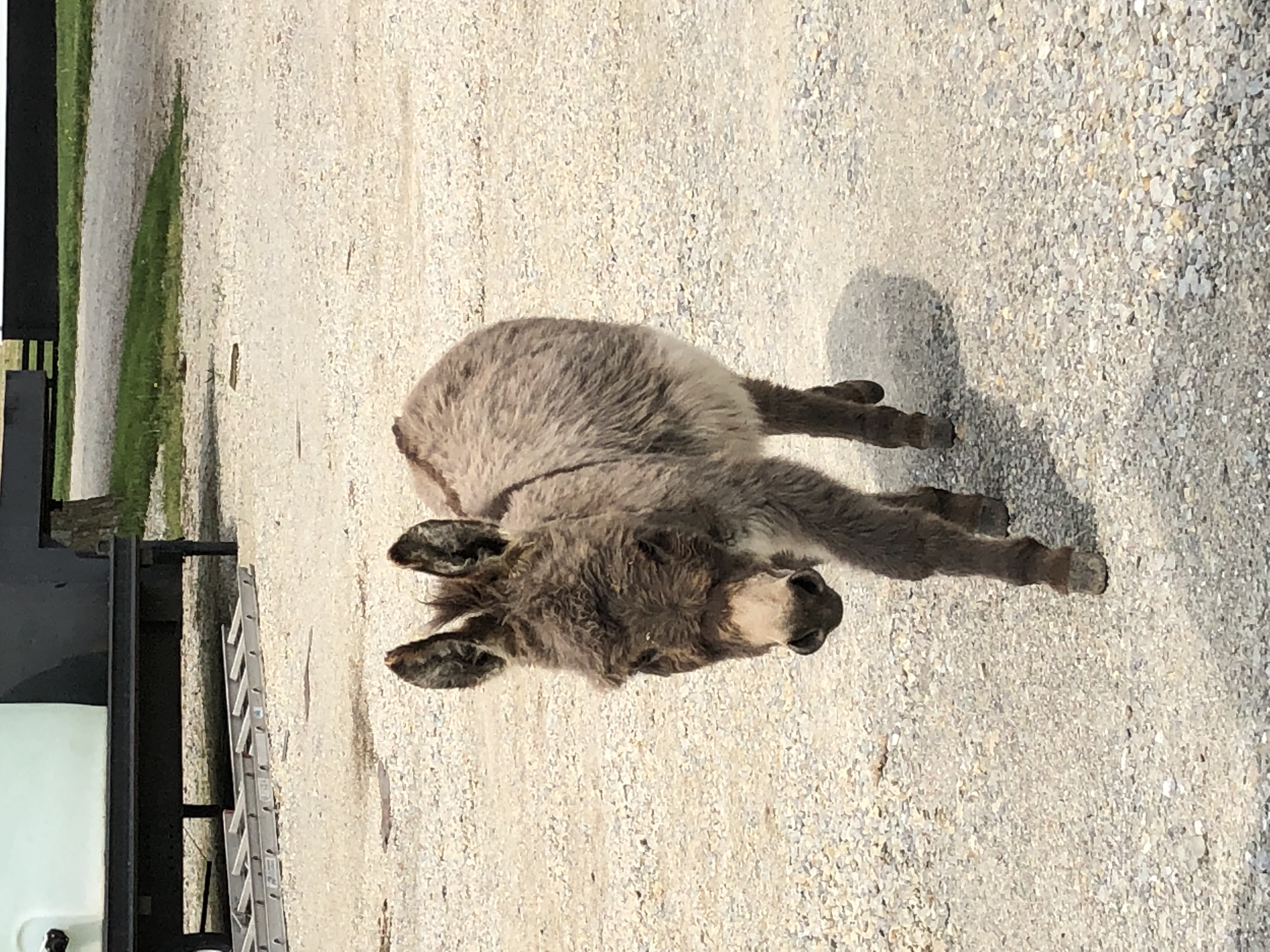 Toby the miniature donkey