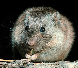 prairie-vole