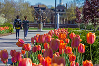 Spring tulips