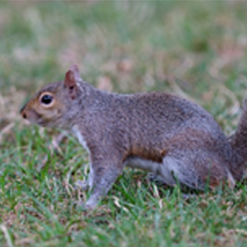 Gray squirrel