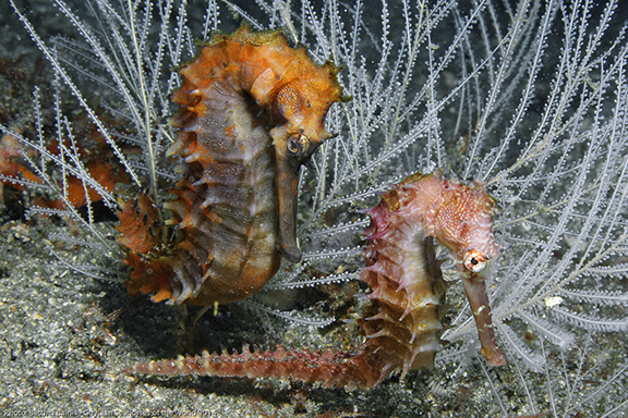 seahorse-duo