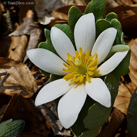 wildflowoer-bloodroot