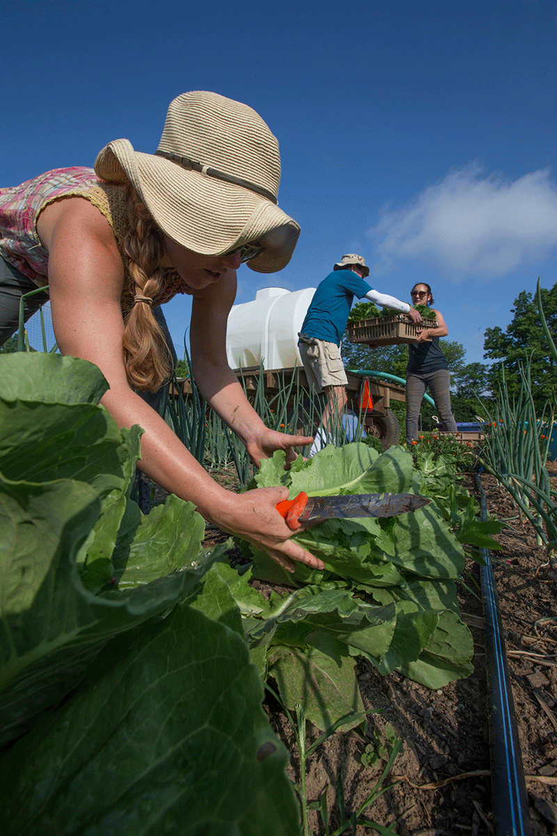 Students harvest crops at the Institute for Food farm.
