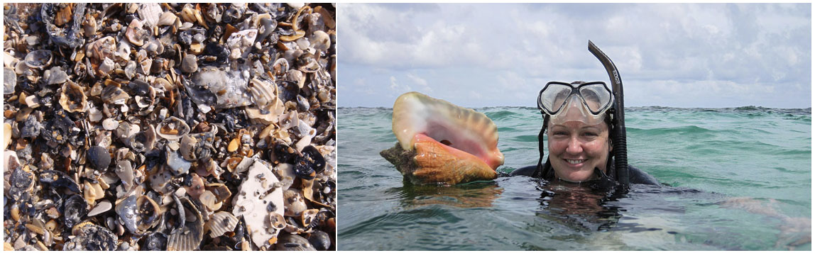 Carrie Tyler, assistant professor of geology and environmental earth sciences, holds a conch shell. At left, a death assemblage, or shell graveyard (photos courtesy of Majken Schimmel and Tyler). 