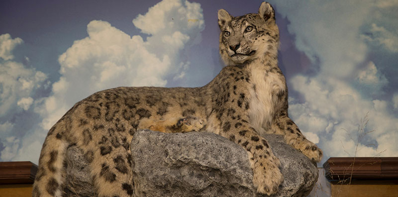 Olga the snow leopard educated visitors at the Cincinnati Zoo for 20 years before coming to Miami's Robert A. Hefner Museum of Natural History. She was unveiled during Alumni Weekend (all photos by Jeff Sabo).