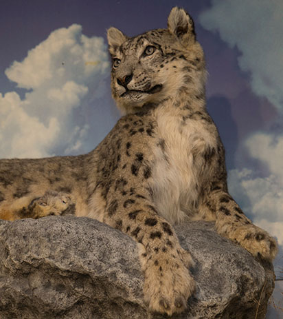 Snow Leopard · Creative Fabrica