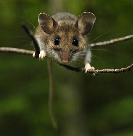 Woodland deer mouse