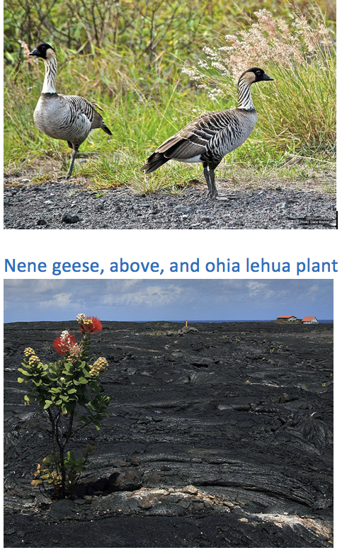 nene-ohia