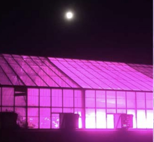 pink light for growing plants