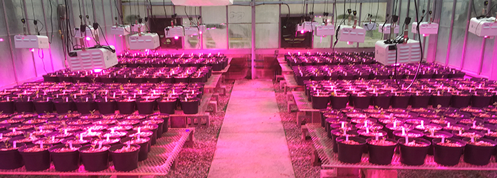 Seeing Pink It S Not A Halloween Prank New Led Lighting In Belk Greenhouse Miami University