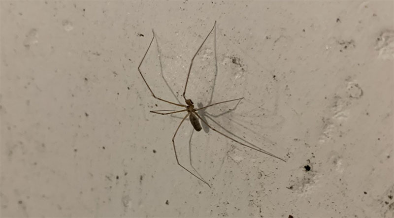 cellar-spider